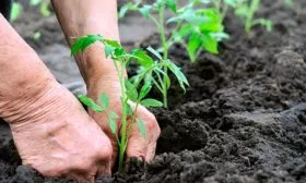 Пересадка и уход в грунте