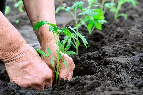 Пересадка и уход в грунте