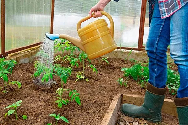 Пересадка и уход в грунте2