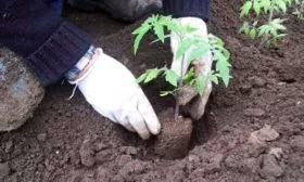 Пересадка рассады в грунт