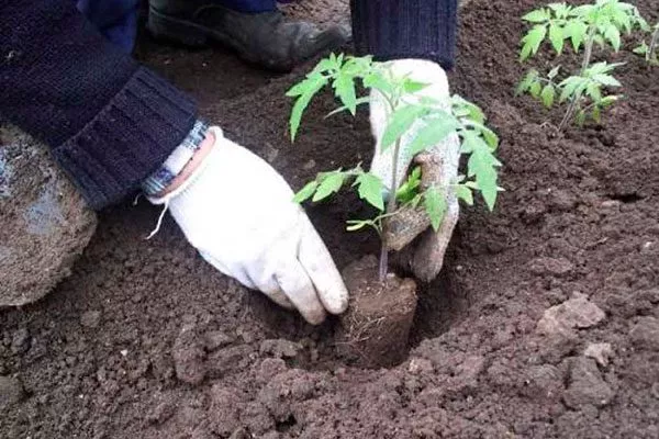 Пересадка рассады в грунт