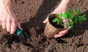 Пересадка рассады в грунт