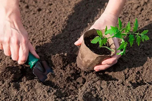 Пересадка рассады в грунт