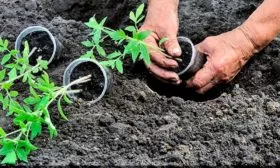 Пересадка рассады в открытый грунт