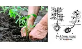 Пересадка в грунт