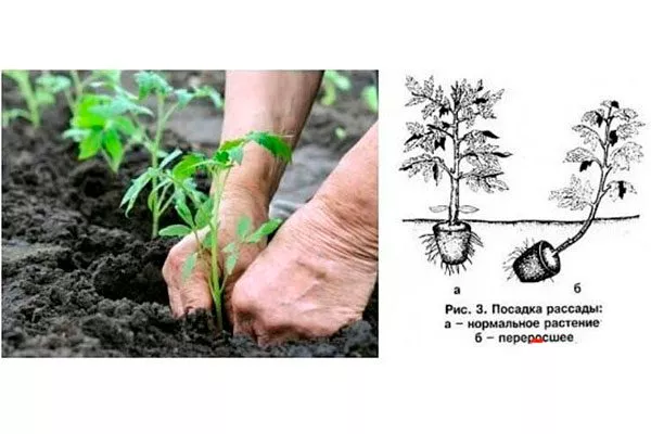 Пересадка в грунт