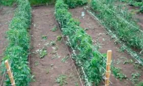 Пересадка в грунт