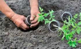 Пересадка в грунт