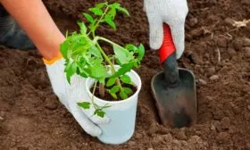 Пересадка в открытый грунт