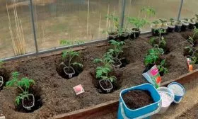 Пересадка в теплицу