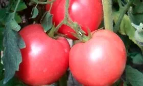 Описание куста и плодов