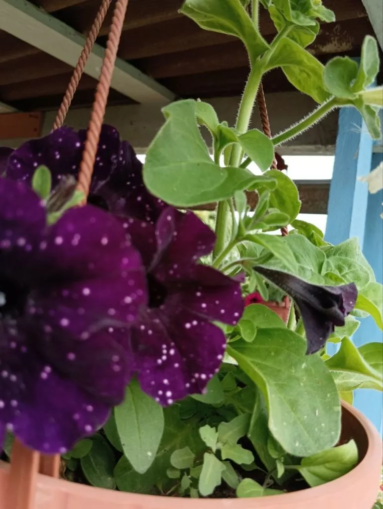 Петунии самые популярные цветы у дачников