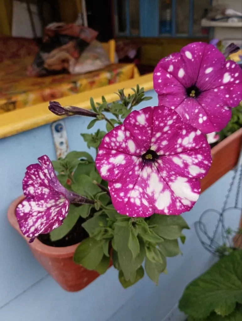 Петунии самые популярные цветы у дачников