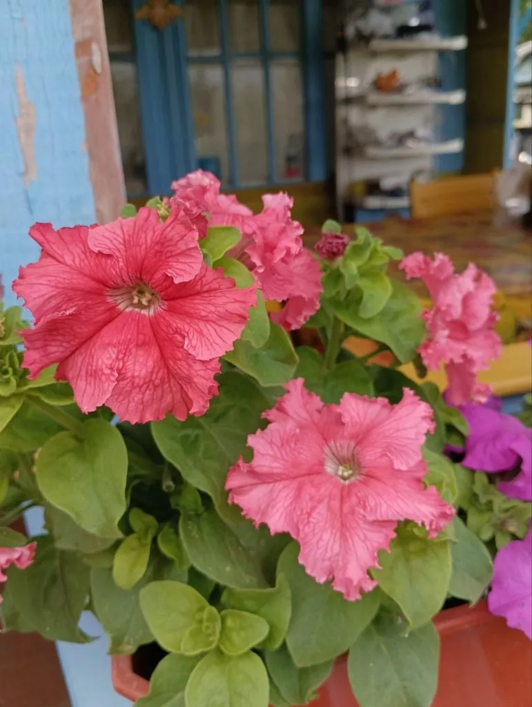 Петунии самые популярные цветы у дачников