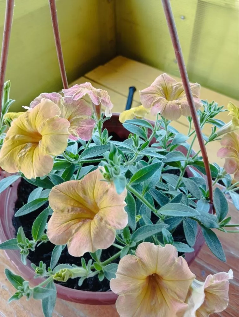 Петунии самые популярные цветы у дачников