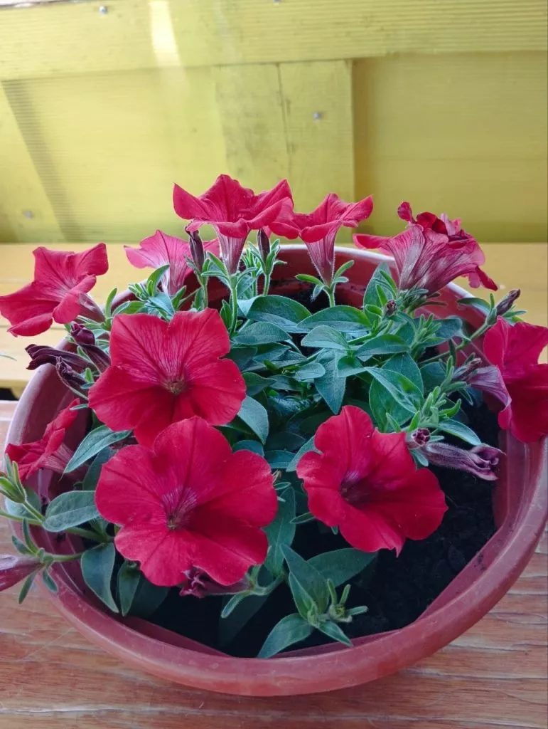 Петунии самые популярные цветы у дачников