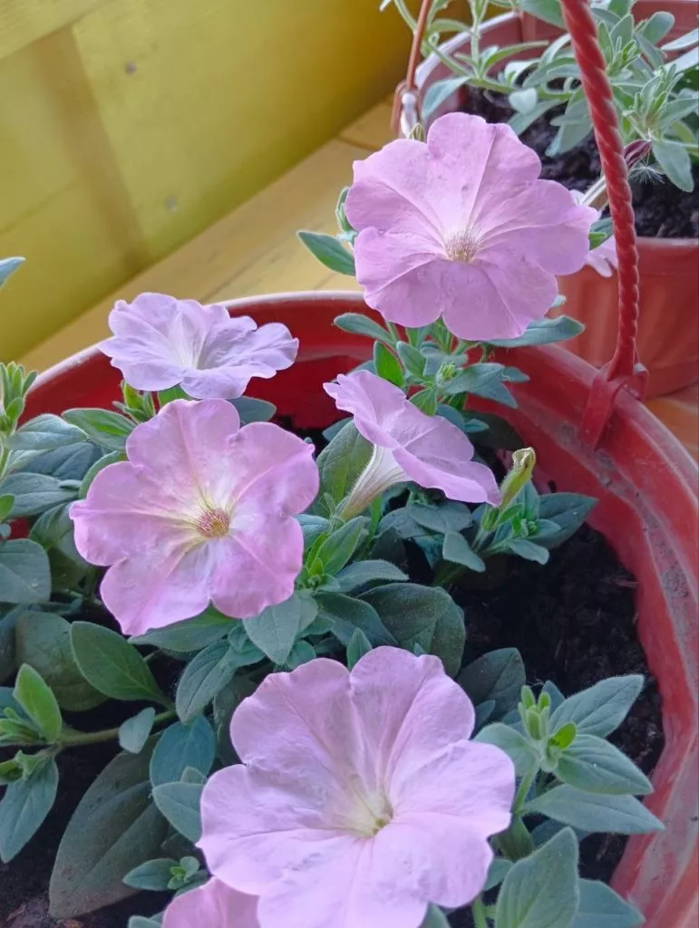 Петунии самые популярные цветы у дачников