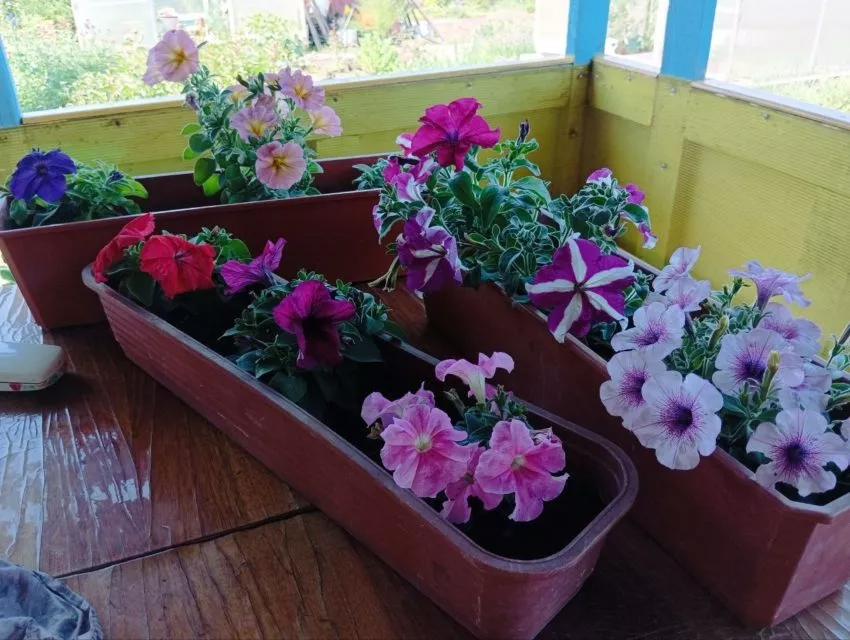 Петунии самые популярные цветы у дачников