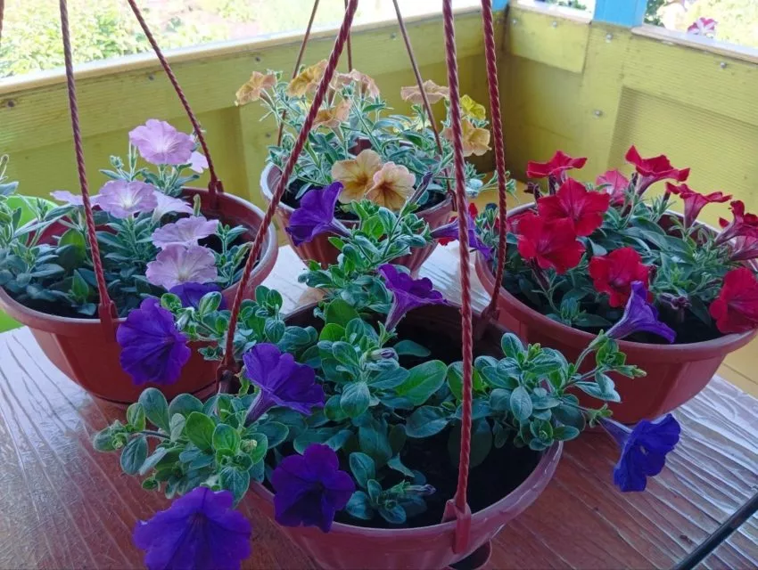 Петунии самые популярные цветы у дачников