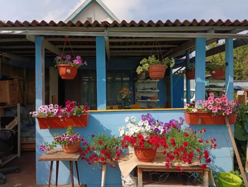 Петунии самые популярные цветы у дачников