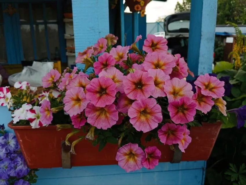 Петунии самые популярные цветы у дачников