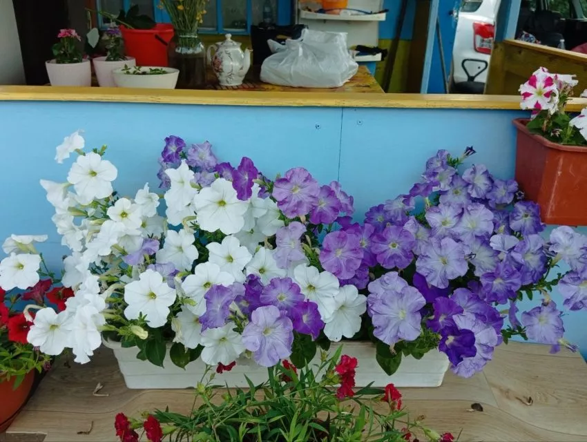 Петунии самые популярные цветы у дачников