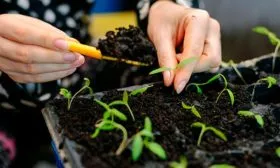Нюансы выращивания рассады