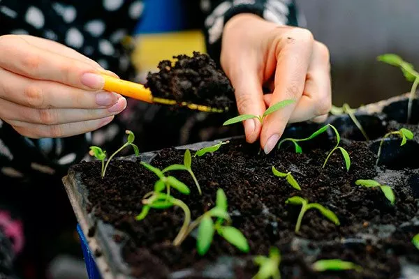 Нюансы выращивания рассады