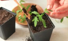 Пикировка и закалка