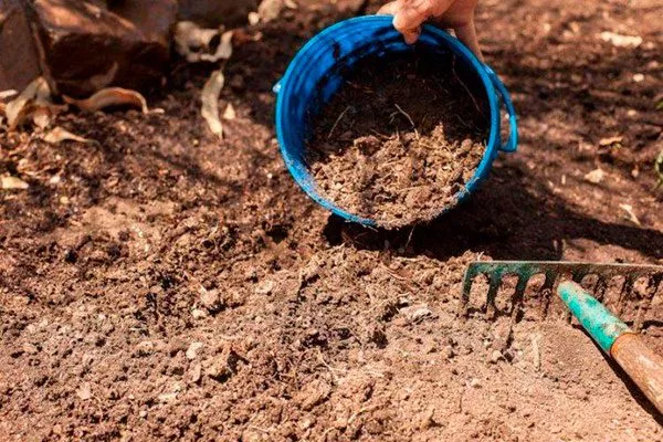 Подготовка грунта для высадки рассады