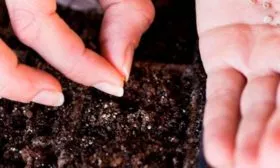 Подготовка почвы и семян2