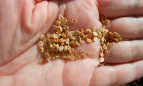 Подготовка посадочного материала