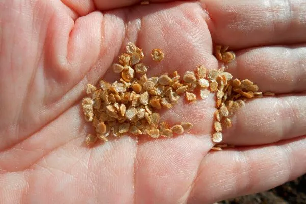 Подготовка посадочного материала