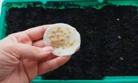 Подготовка семян