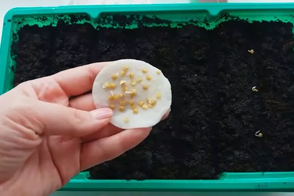 Подготовка семян