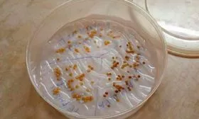 Подготовка семян