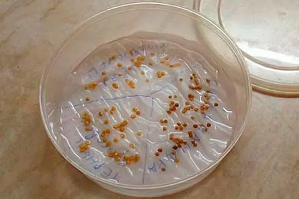 Подготовка семян