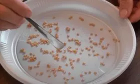 Подготовка семян