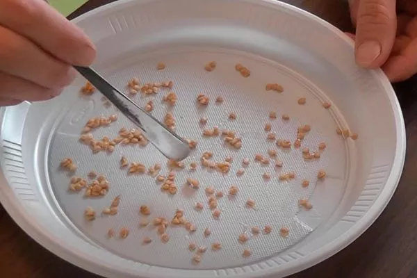 Подготовка семян