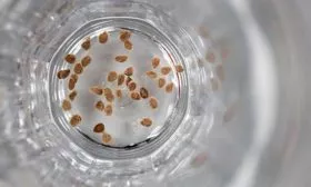 Подготовка семян