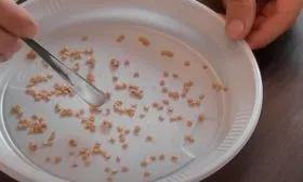 Подготовка семян