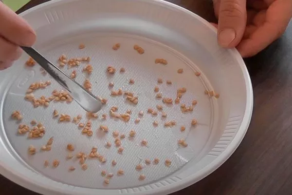 Подготовка семян