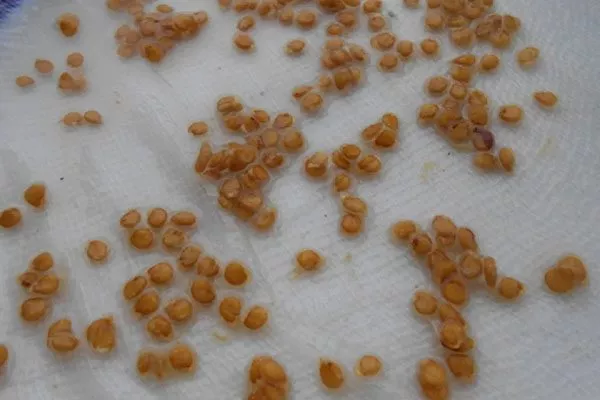 Подготовка семян