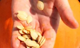 Подготовка семян