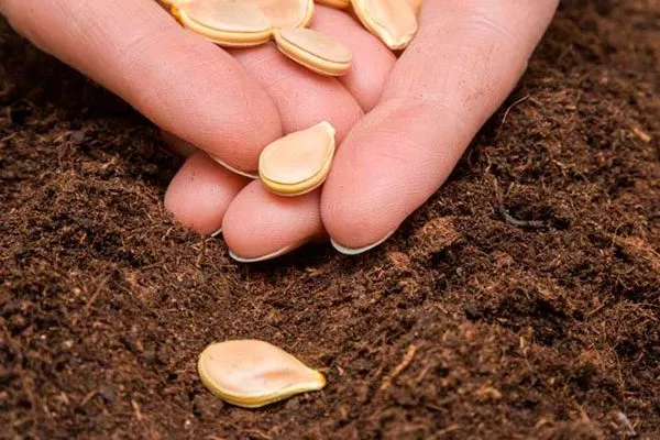 Подготовка семян и посев