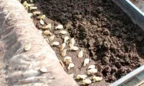 Подготовка семян и посев2