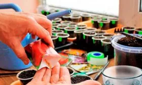 Подготовка тары и семян