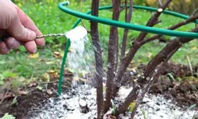 подкормка шарафуги