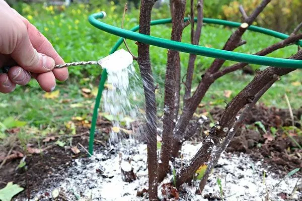 подкормка шарафуги