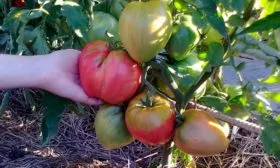 Характеристики томата вельможа